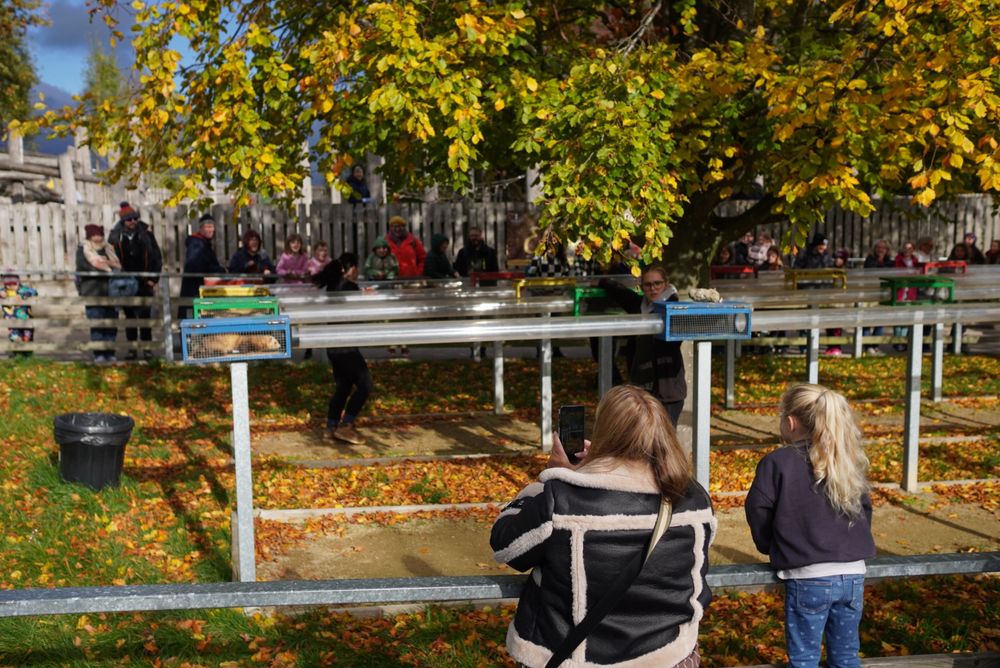 Spectators watch ferrets race along tubes at shoulder height above the ground