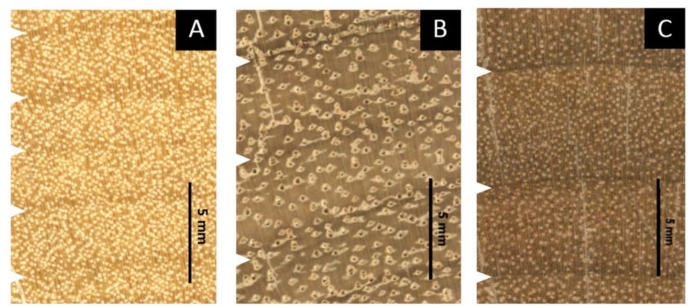 Macroscopic features: A) Cassipourea guianensis (aceitillo);  B) Qualea  lineata(pomo);  C) Goupia  glabra (chaquiro). Arrows indicate tree rings.