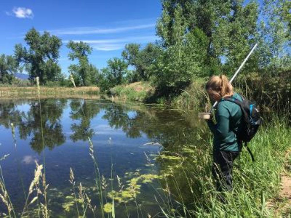 Ecological Mosquito Management