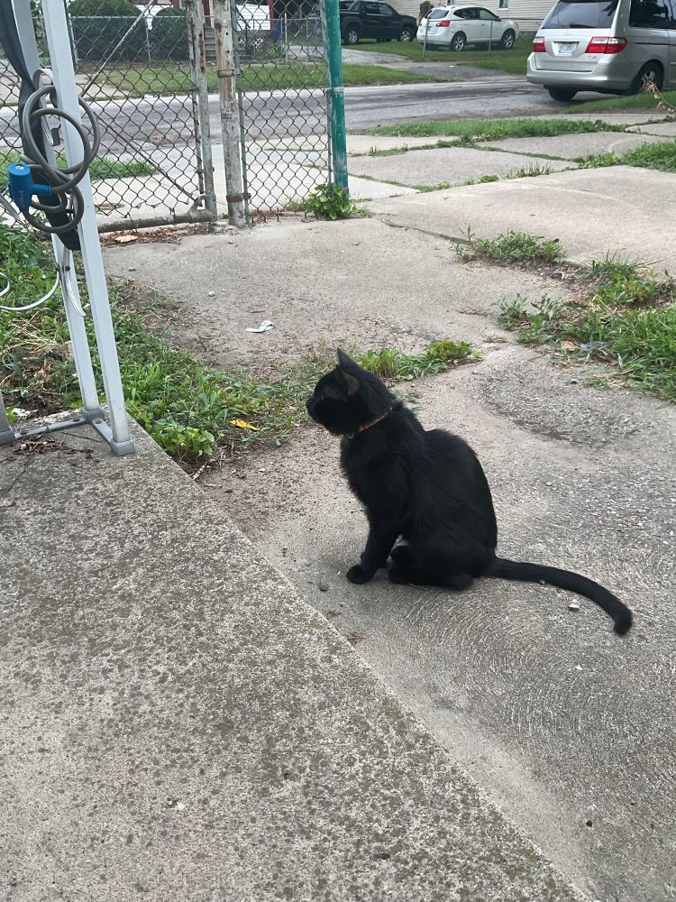 A black cat with an orange collar who is a needy as fuck pain in the ass 