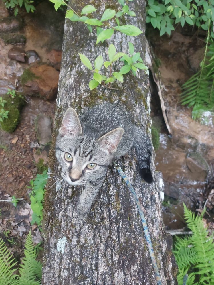 Looking like Felis lybica, Fatty here loves sniffing the creek bed and chasing wood roach larvae but luckily has not yet learn how to make a kill. 