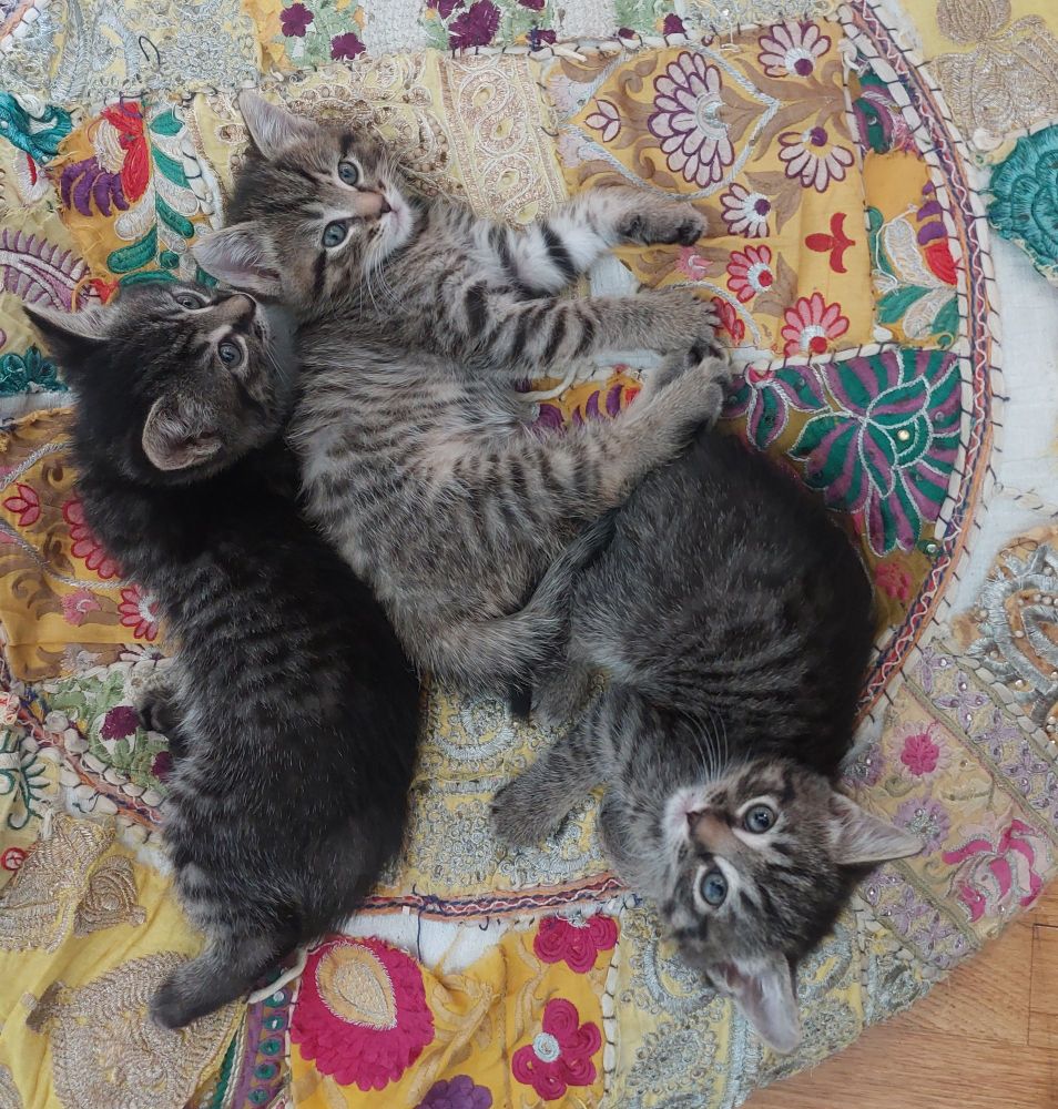 Dark grey tabby, tawny tabby. Blue tabby at six weeks. They are now eight weeks and ready for spay/neutering and headed back to the shelter