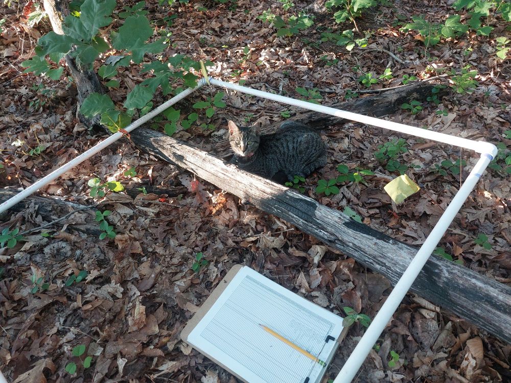 A small tabby lays down inside a pvc sampling frame. The forest floor, burned in 2024, has a new layer of leaf litter and is spotted with gaultheria procumbens, whose rhizomes were resilient to fire.