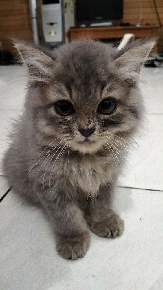 A young gray persian cat.