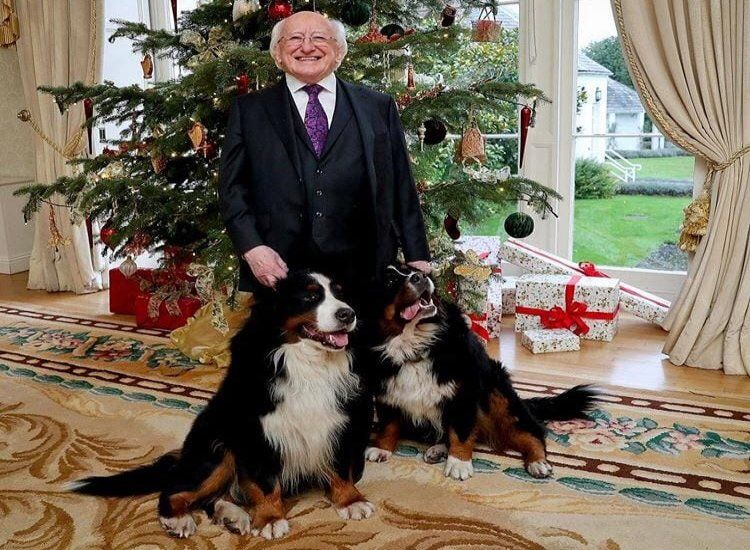 Miggeldy standing in front of Christmas tree with his two dogs, unfortunately Bród passed a few years ago, he looks very content with the two dogs pressed against his legs