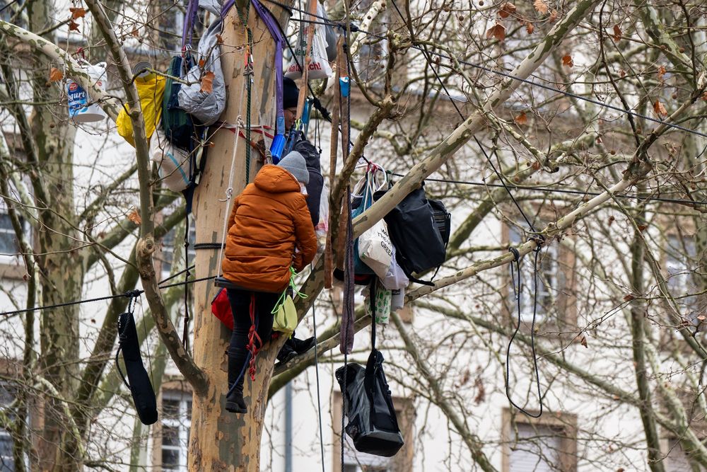 Klettermensch im Baum mit viel Equipment