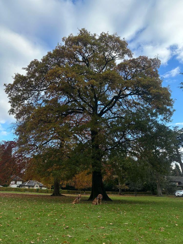 Massive tree with two ginger spaniels underneath
