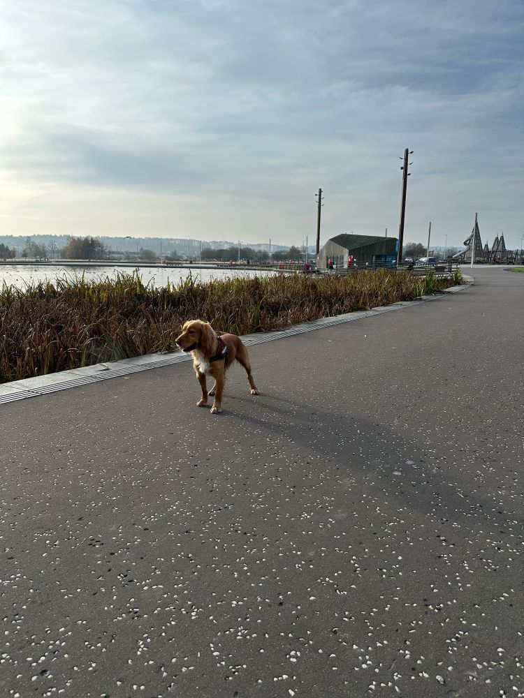 Ginger cocker spaniel standing side on to the photo with a loch and ‘cabin’ behind