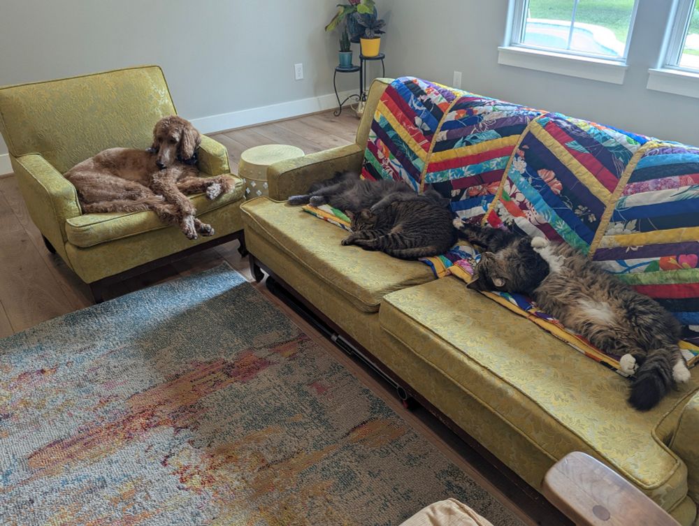 A dog and three cats relaxing on some couches