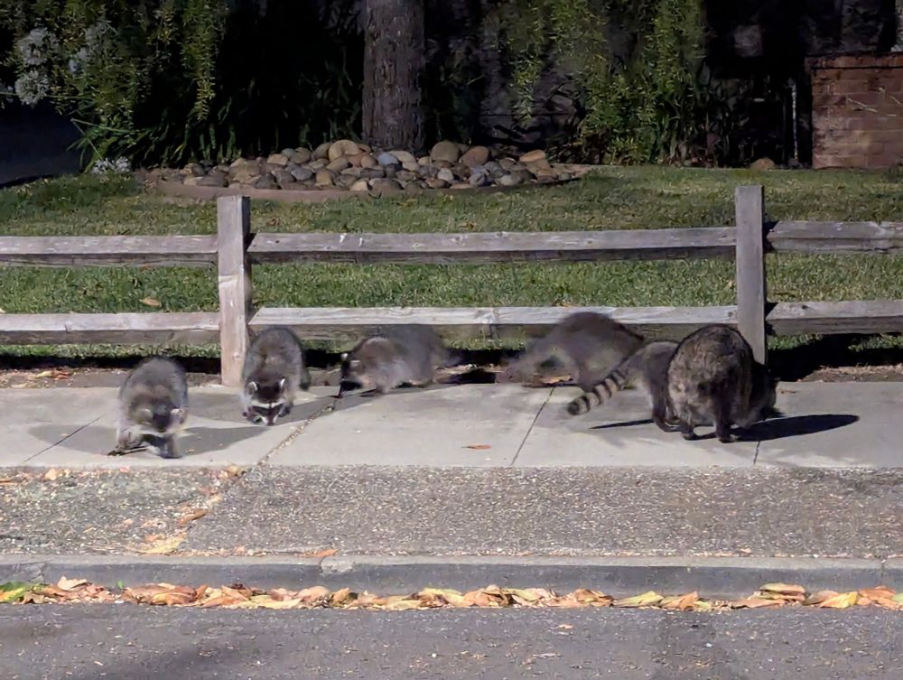 A family of 6 raccoons hangs out on the sidewalk