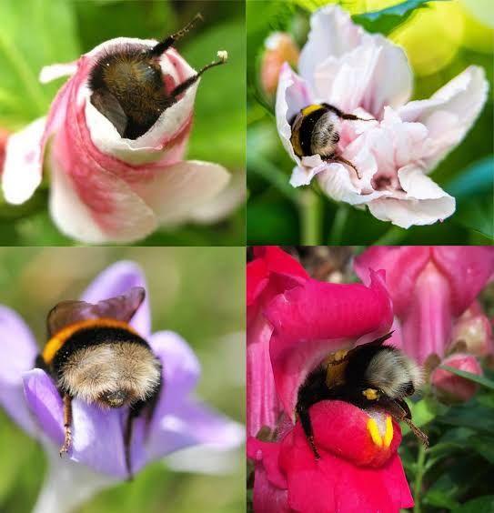 an image that resulted from me searching "bee butts sticking out of flowers"

it is a collage of 4 pictures of bee butts sticking out of flowers