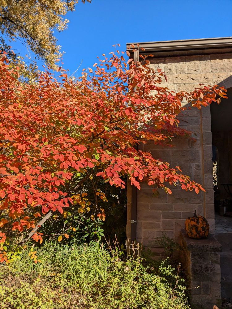 Red foliage against a blue sky 
