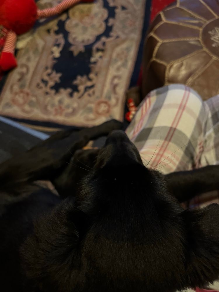 Top of a black puppy head with fluffy puppy ears. 