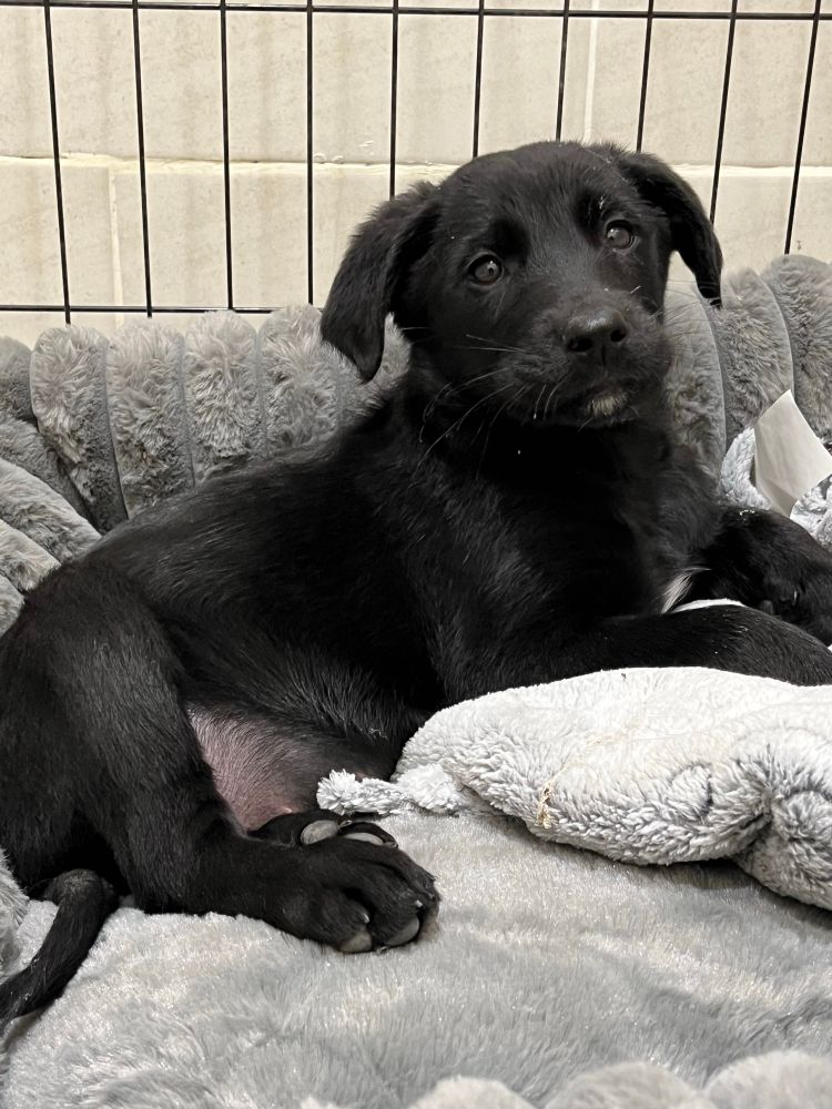 Baby Vesper, a black puppy with a white star on her chest when she was 9 weeks old. Lying on a grey bed with a grey blankie. 
