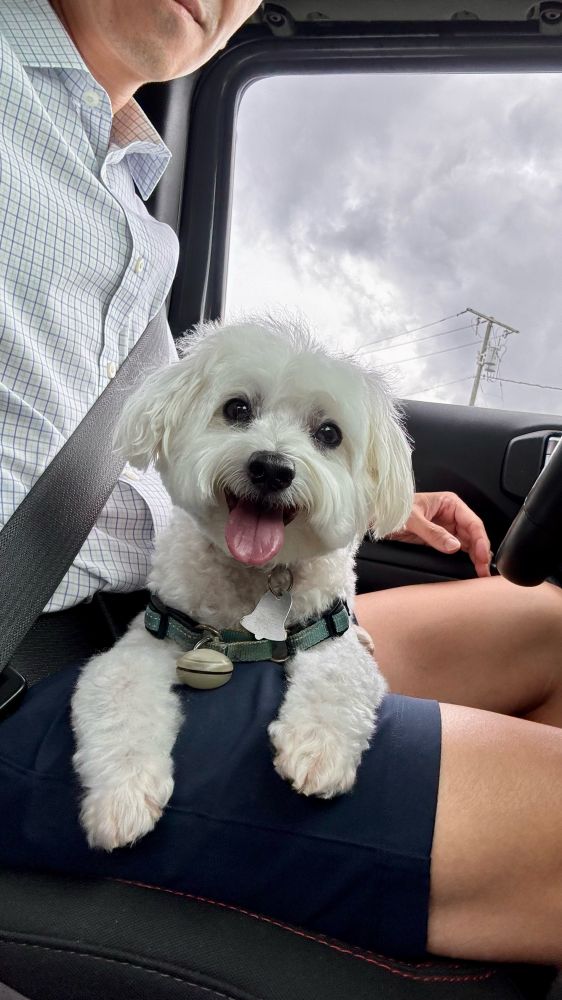 A white maltipoo with his tongue out, on the lap of his proud owner in their Jeep.