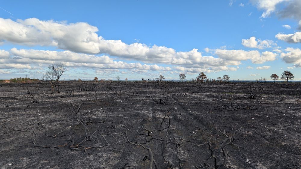 A charres wasteland of black and ash now lies where trees and thick brush once stood in Holt Heath.