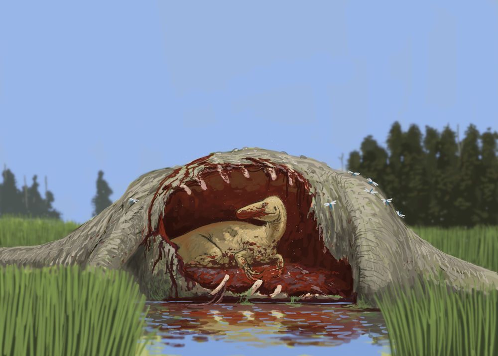 Australovenator got lucky and is eating from the carcass of a large sauropod. It has burrowing into ribcage