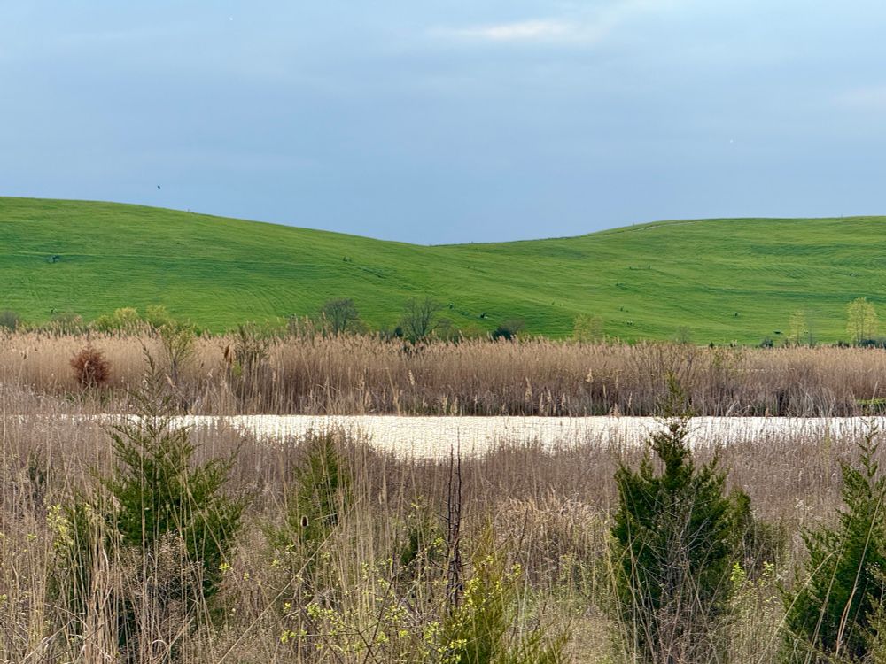 On my short bicycle ride today, the landscapes near Mallard Lake displayed both the greens of spring and the leftover browns of winter.