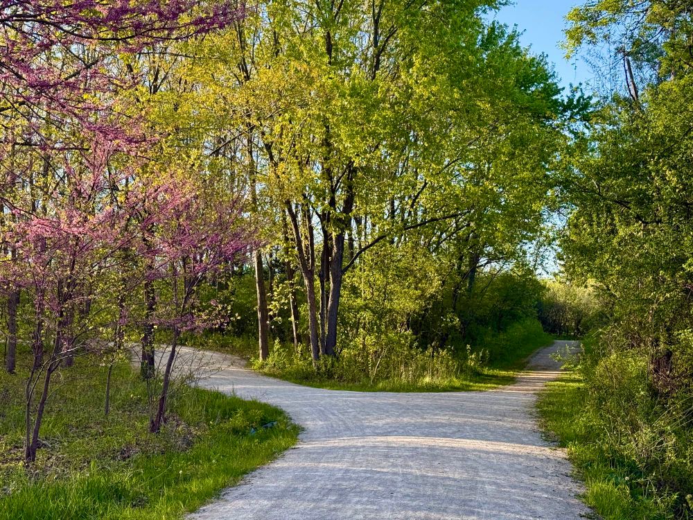 Two roads diverged in a yellow wood,
And sorry I could not travel both
And be one traveler, long I stood
And looked down one as far as I could
To where it bent in the undergrowth.

Opening to “The Road Not Taken” by Robert Frost.
Photo taken on today’s ride.