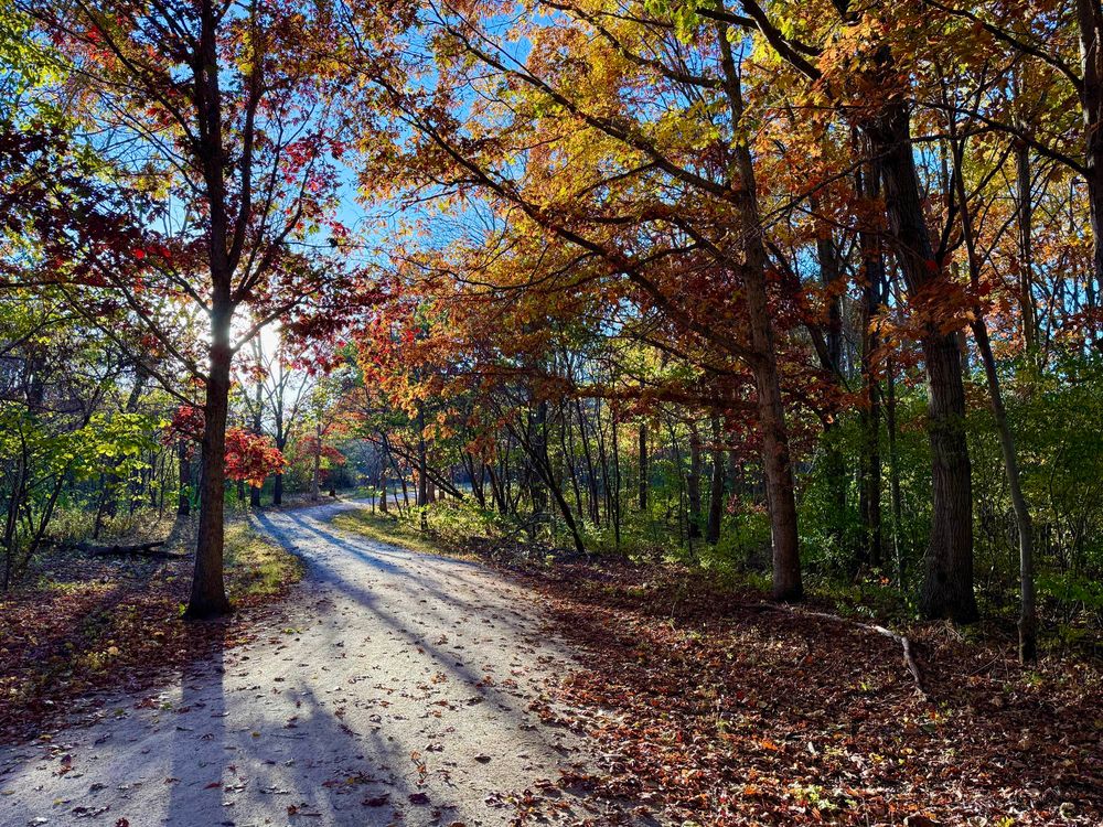 The late afternoon Sun illuminates autumn leaves on the Mallard Lake trail.
