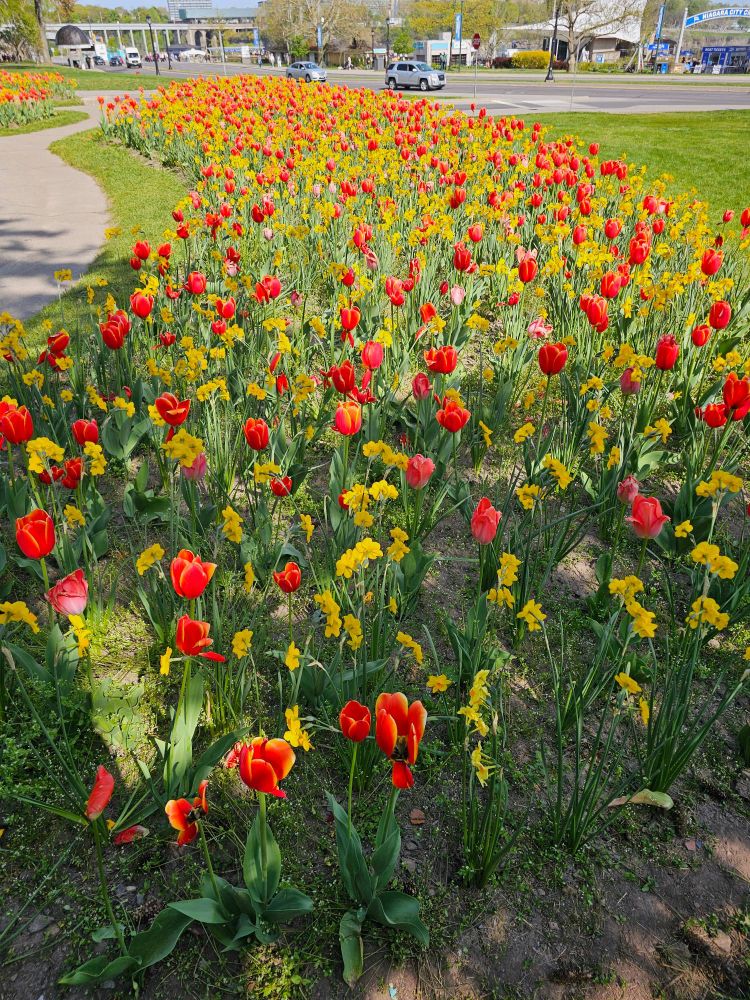 Tulips, Canadian side, Niagara Falls. 