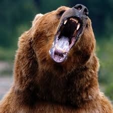 It's a roaring grizzly bear!