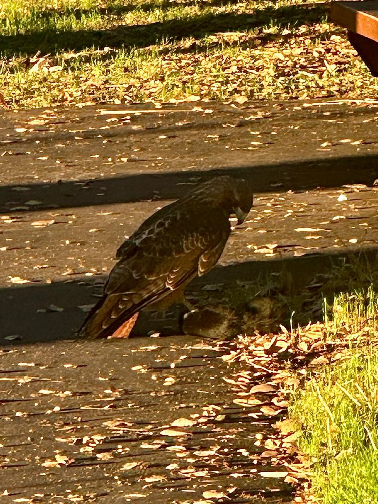 Hawk, possibly, holding down a black squirrel on a trail. 