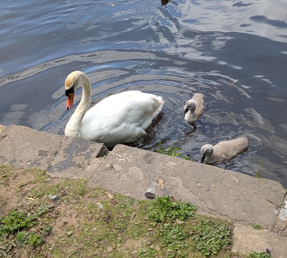 Same swan and two cygnets 