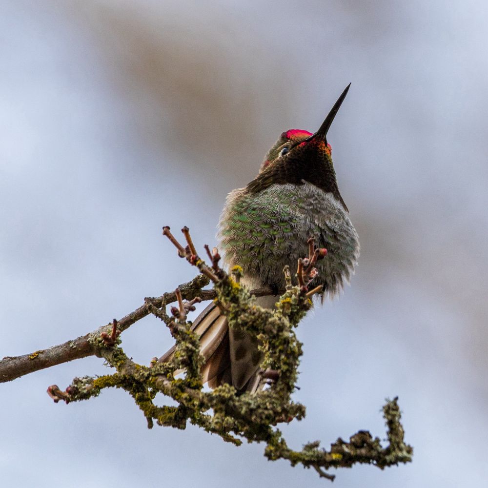 Photo of the same hummingbird looking up at a different angle, tail feathers slightly fanned out and some pink and orange light reflecting off the feathers of his gorget.