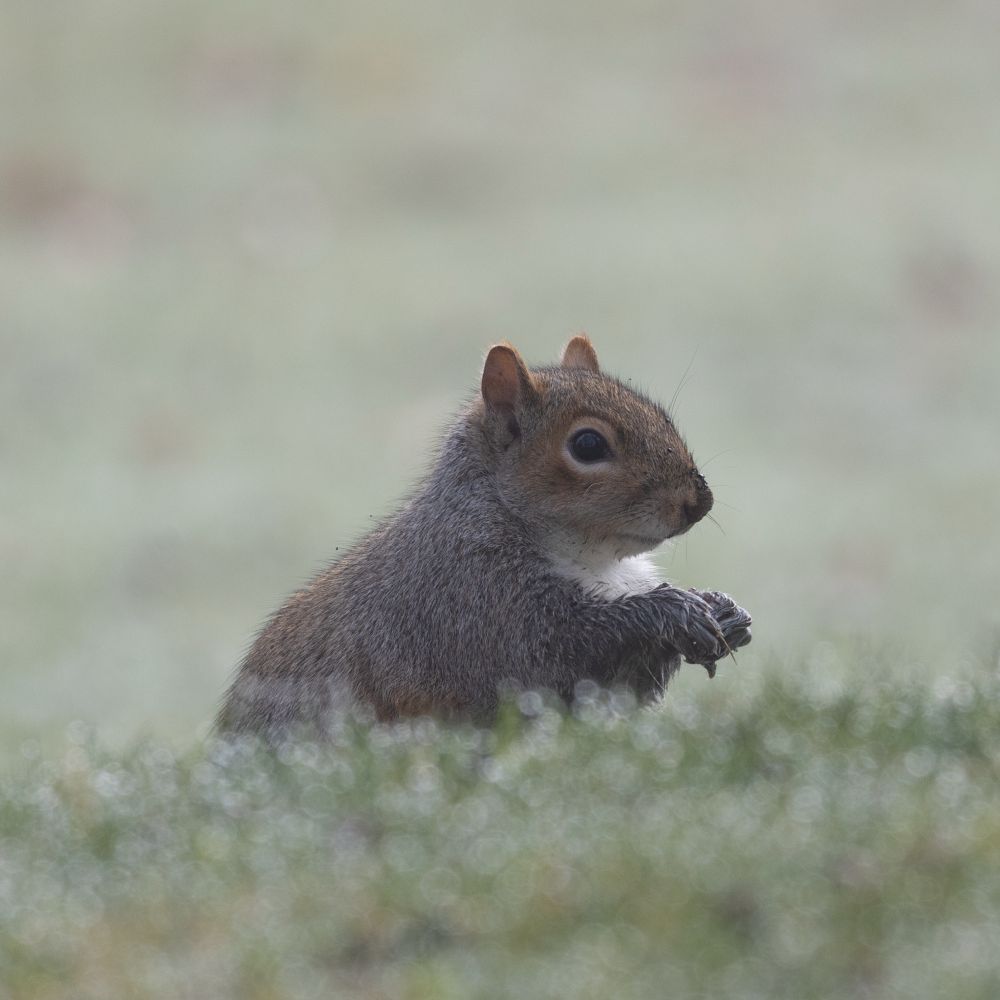 Eastern gray squirrel holding some food in its wet paws while it stands in dewy grass
