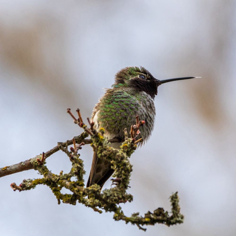 Photo of a male Anna’s hummingbird perched on the end of a thin tree branch that has multiple twisting ends and is encrusted in lichens. The hummingbird is in profile, feathers puffed out, looking into the distance while his translucent tongue peeks out of the end of his narrow beak.