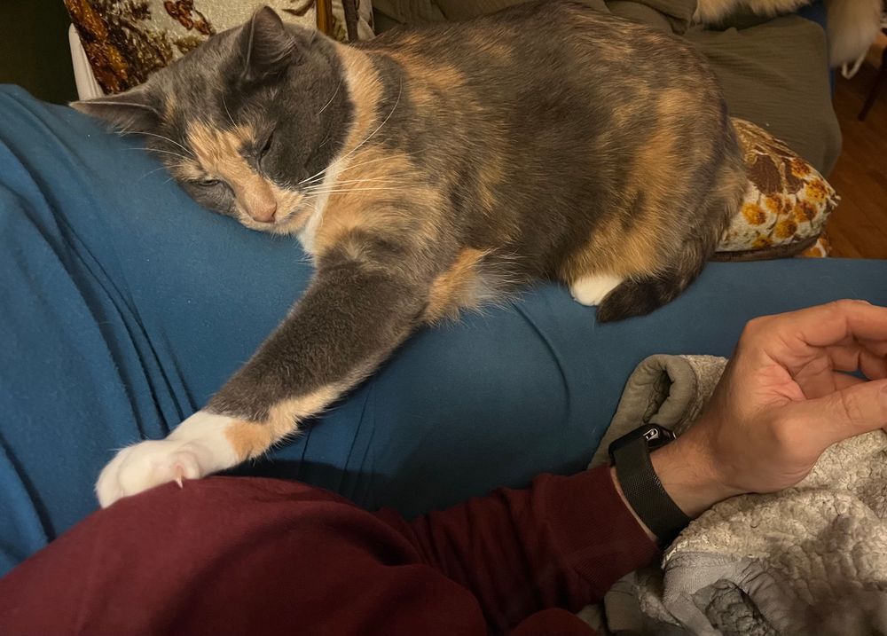 A cat (medb) with her paw on my shoulder 