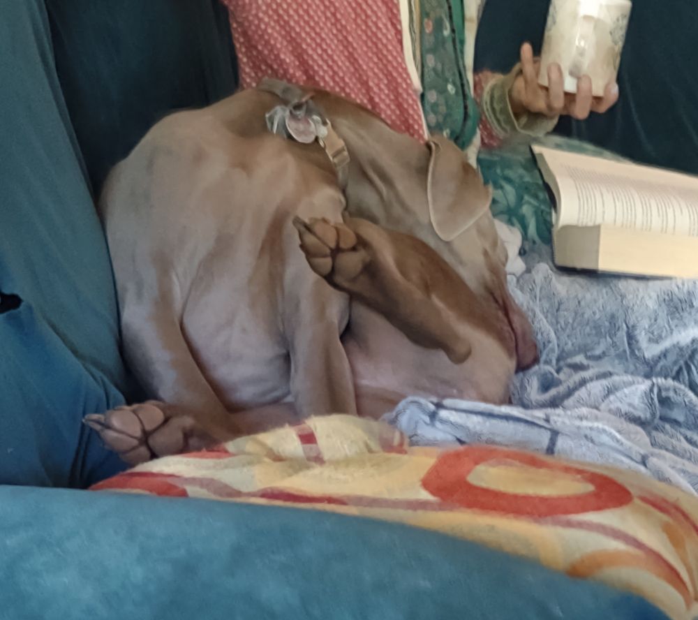 A weimaraner sleeping in a weird position. She is seated with her head folded backwards on herself.