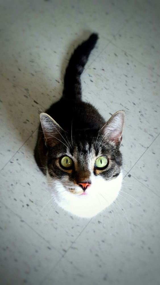Picture of a grey striped cat with a white chest and green eyes, looking up at the camera. Probably plotting something.