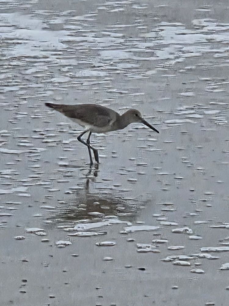 A willet (I think) picking through the wet sand in the wake of a wave on a beach in San Diego
