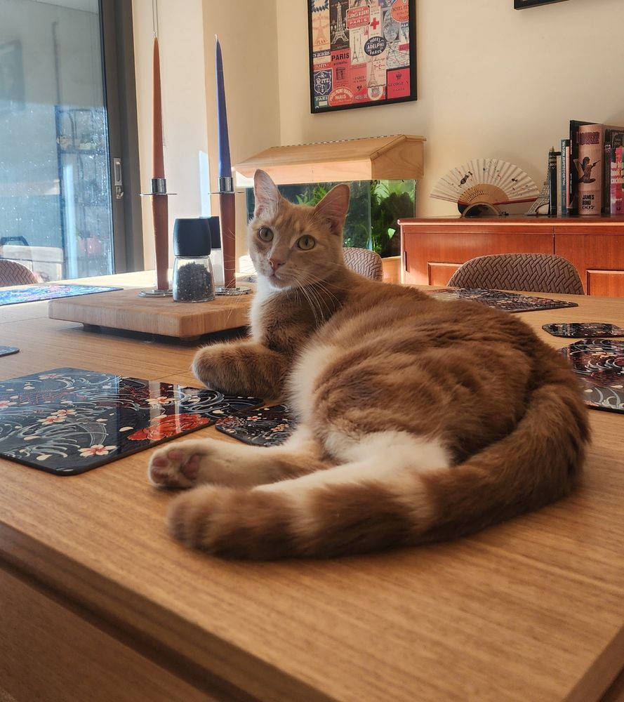 Ginger cat lying on a wooden table staring straight ahead