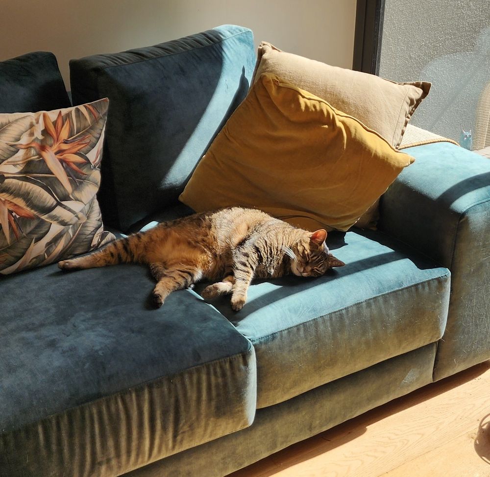 Tabby cat lying on green couch showing her belly
