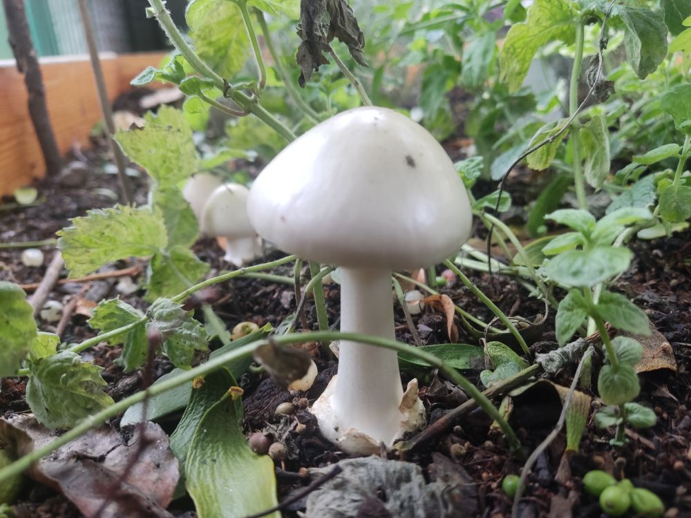 Muchomor mglejarka odm. biała