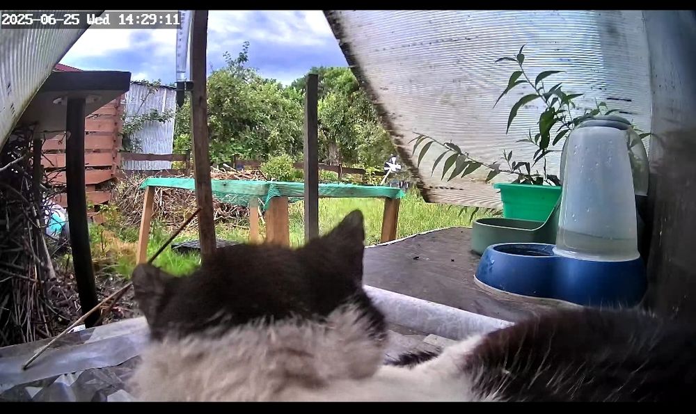 Zdjęcie z kamery przy altance na działce na którym widać plecy kota leżącego na kocim domku koło wody i jedzenia