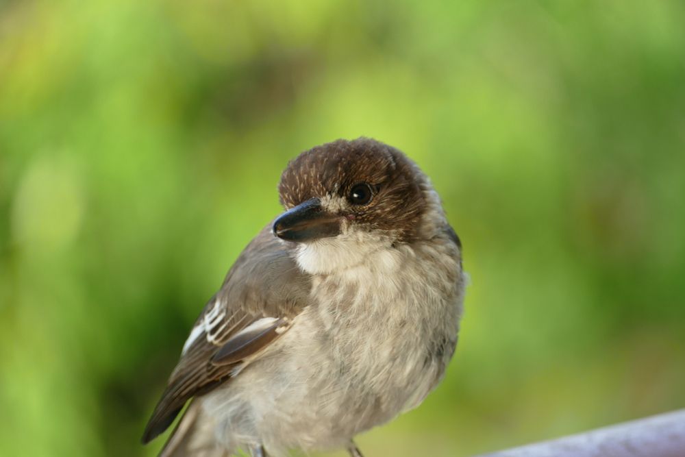 Butcher bird baby