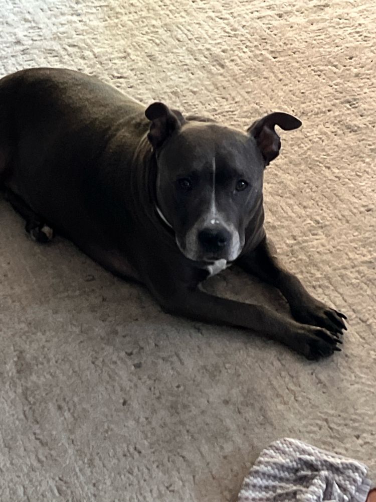 A perfectly gray house hippo rests gently on the floor to appear extra cute when appealing for treats
