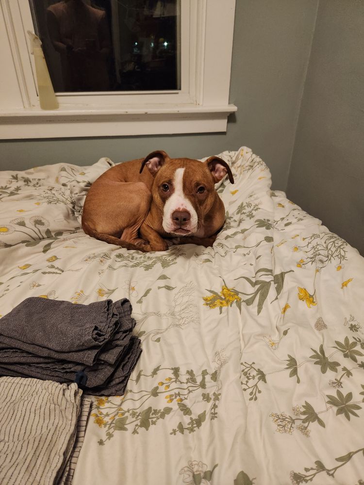 small brown and white pit mix curled up on a floral duvet in bed. his bottom lip is jutting out accusingly at the viewer 