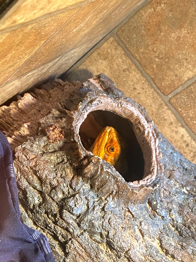 Lemongrab, my beardie, looking up out of his hide. Judging us for putting him back in his tank when he was enjoying snuggles. 