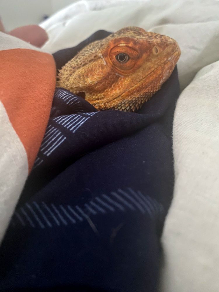 Lemongrab, my beardie, snuggled on me under a blanket. Judging us for taking pictures. 