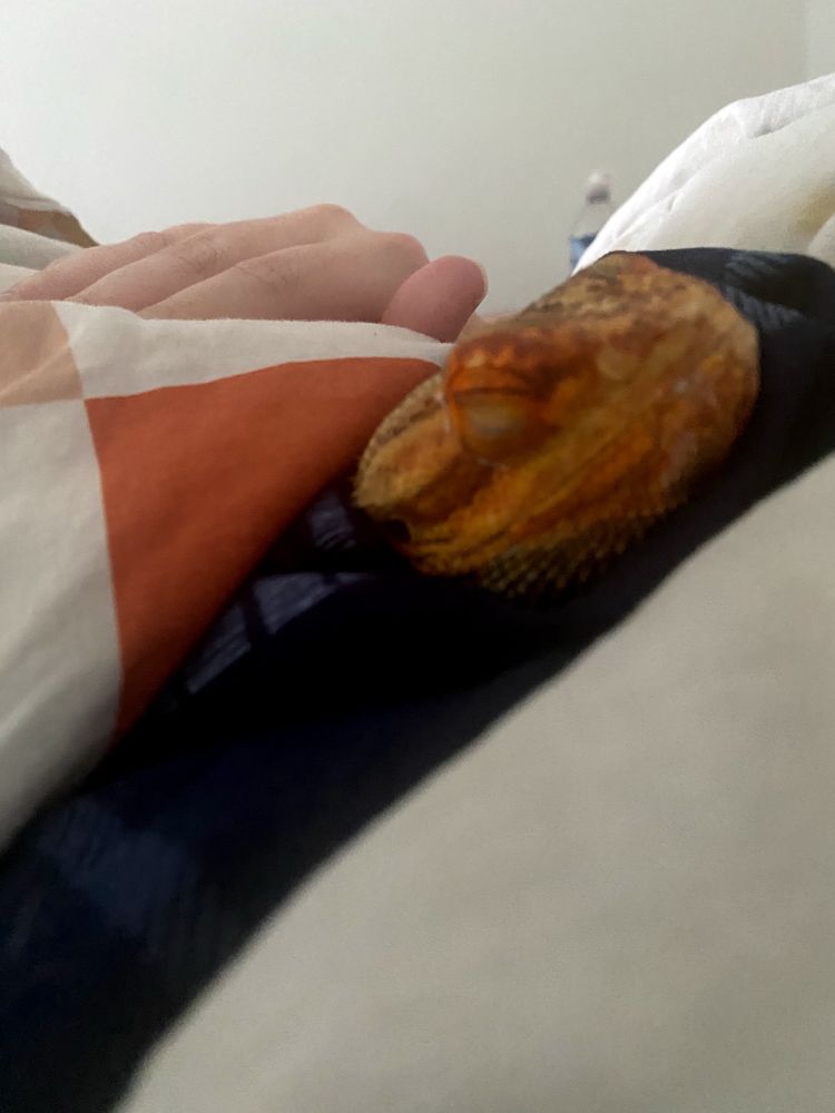 Lemongrab, my beardie, snuggled on me under a blanket. Napping happily. 