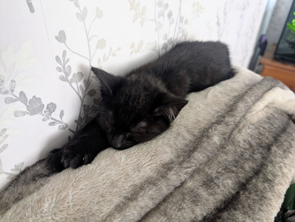 Black kitten sleeping