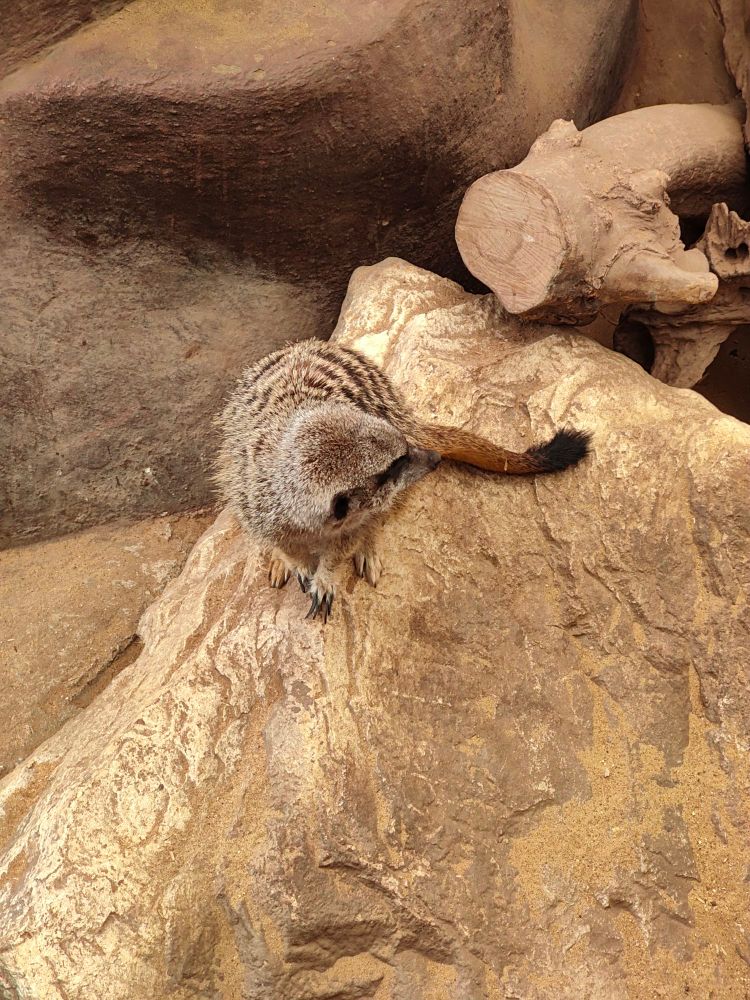 Meerkat sitting on a rock.