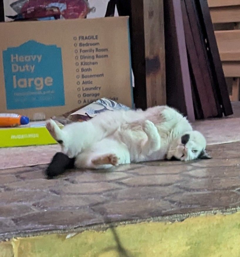 A chonky white cat with black patches and green eyes flops on his back on a stamped concrete floor in a position affectionately referred to as "the roach."