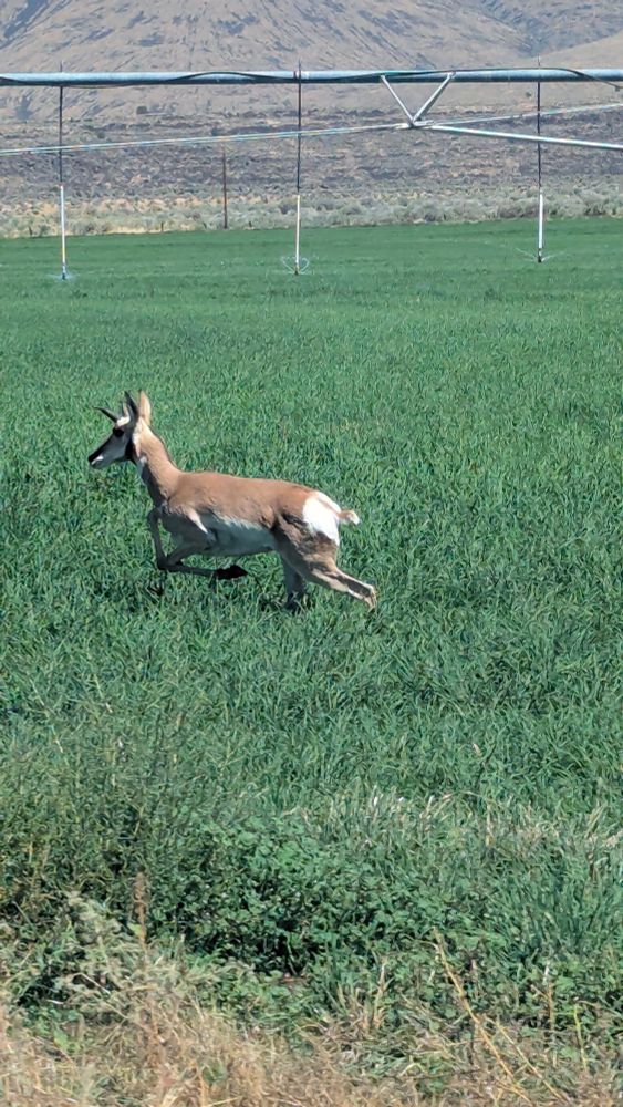 A pronghorn antelope runs beside the truck.