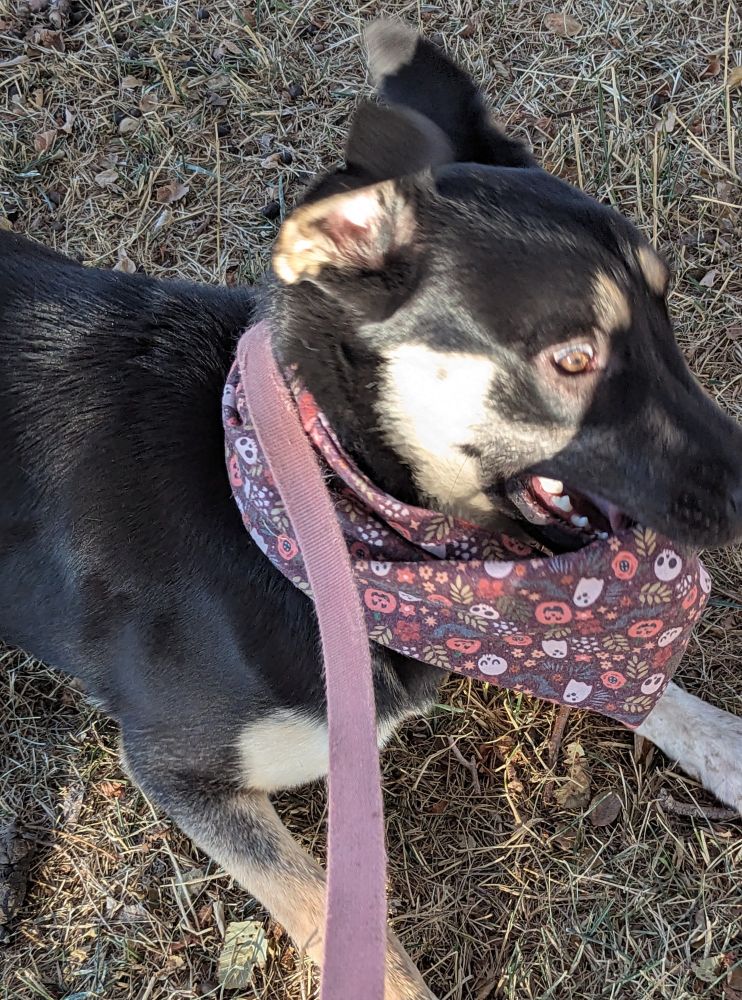 A frenzied looking black and tan puppy is caught in a photo as she attempts to eat a purple scarf with pumpkins and ghosts on it out from around her neck.